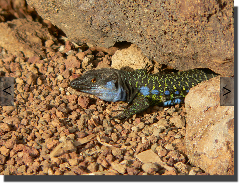 Gallotia galloti eisentrauti